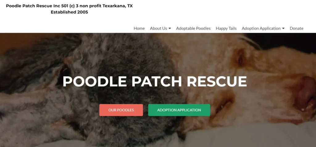 7 Best Poodle Rescues in Texas - Comprehensive Guide