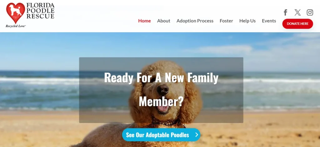 12 Best Goldendoodle Rescues in Florida: Ultimate Guide