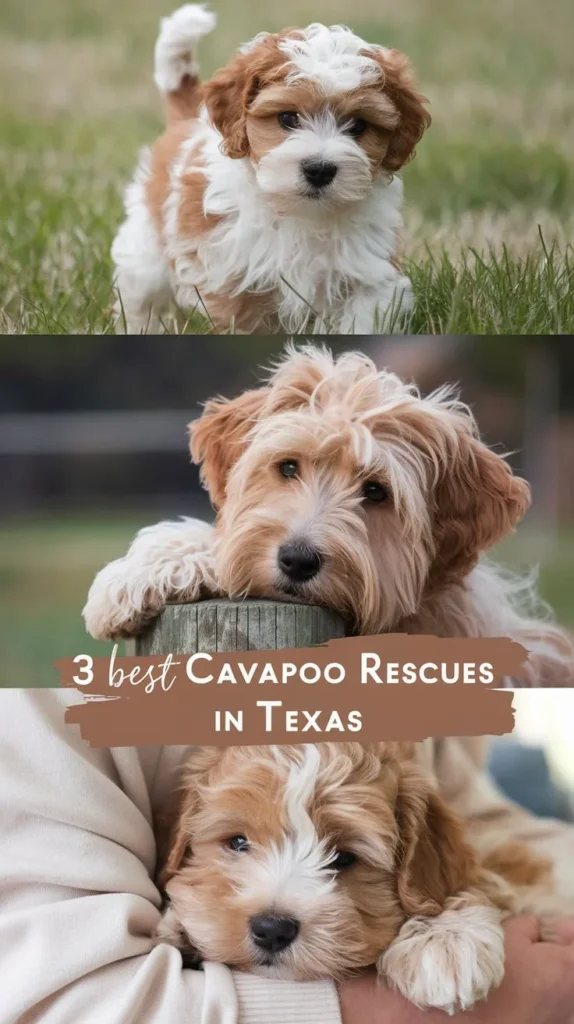 3 Best Cavapoo Rescues in Texas!