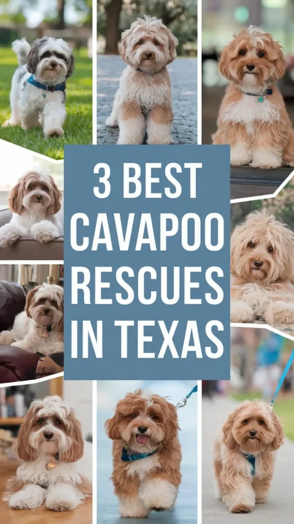 3 Best Cavapoo Rescues in Texas!