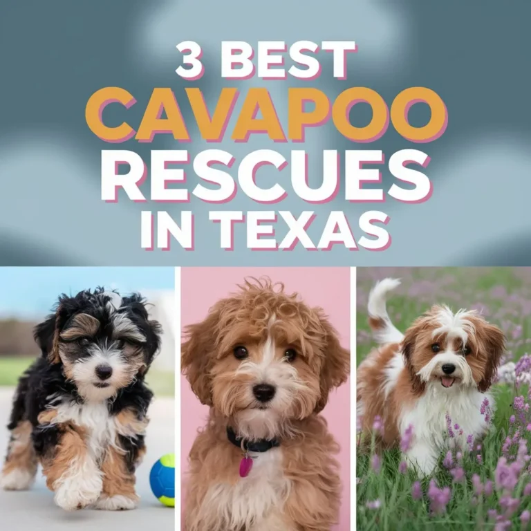 3 Best Cavapoo Rescues in Texas!