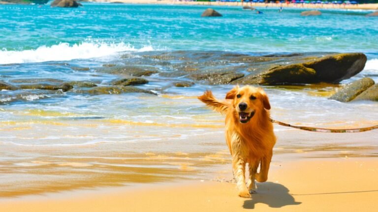 beach dog recall phrases